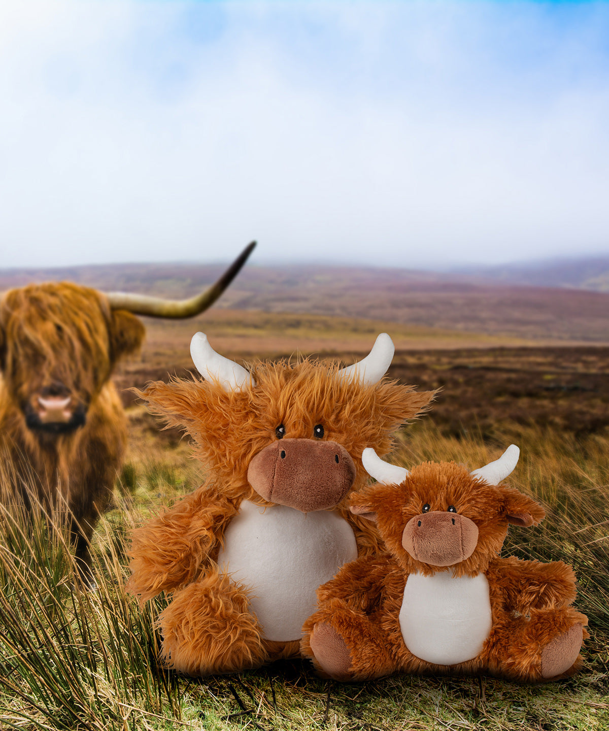 Zippie highland cow 